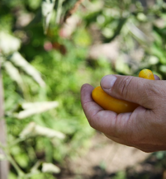 Apps para tu huerto y jardín